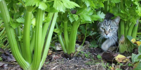 Výsadba celeru v roce 2022 podle lunárního kalendáře: termíny setí, příznivé dny, pěstování a péče